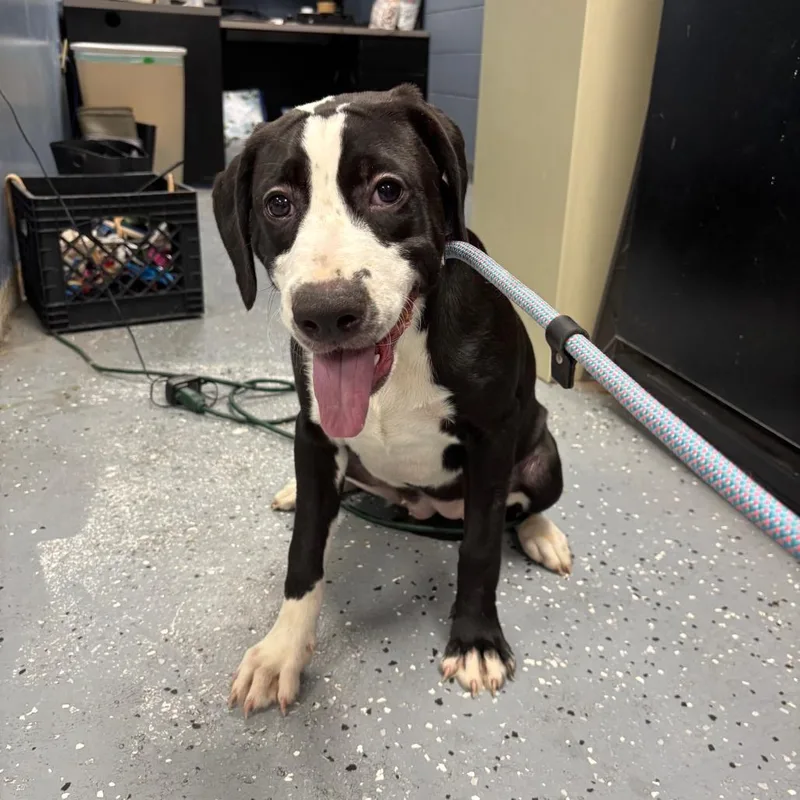 A young medium-sized female Black Mixed Breed dog named Rain for adoption in St Joseph, MO