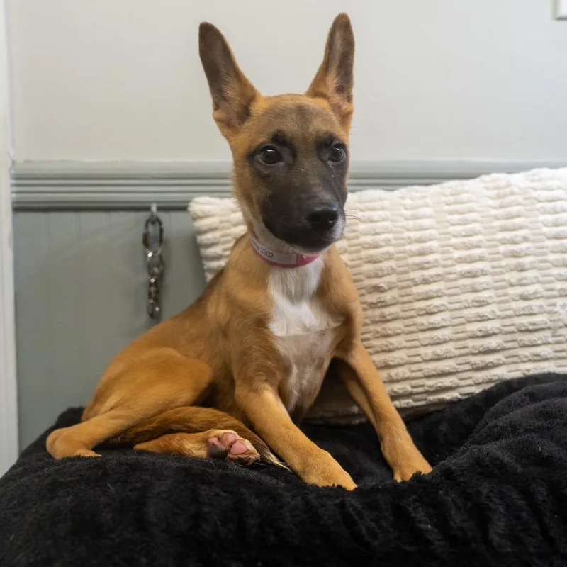 A baby medium-sized female Shepherd dog named Carrie for adoption in Pawling, NY
