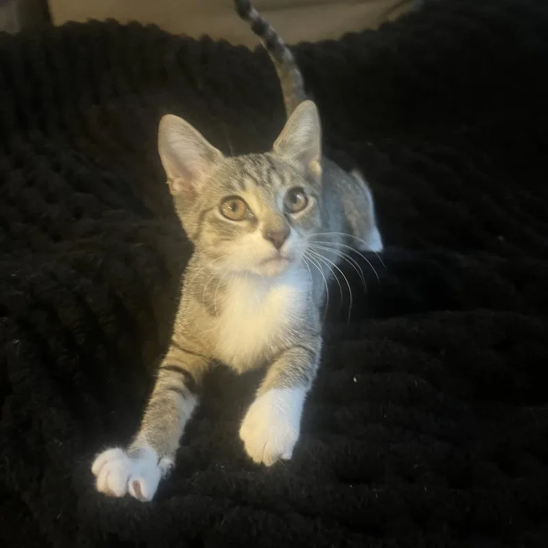 A baby small-sized female Brown / Chocolate Domestic Short Hair cat named Abbie for adoption in Port Richey, FL