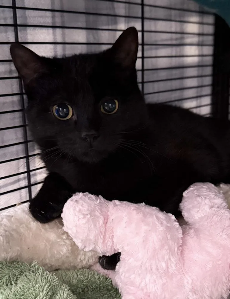 A baby medium-sized female Black Domestic Short Hair cat named Pinkaboo Orchard for adoption in Mount Laurel, NJ