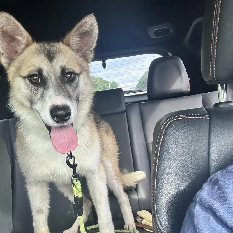 A young medium-sized male Yellow / Tan / Blond / Fawn Shepherd dog named Langley for adoption in Bessemer, AL