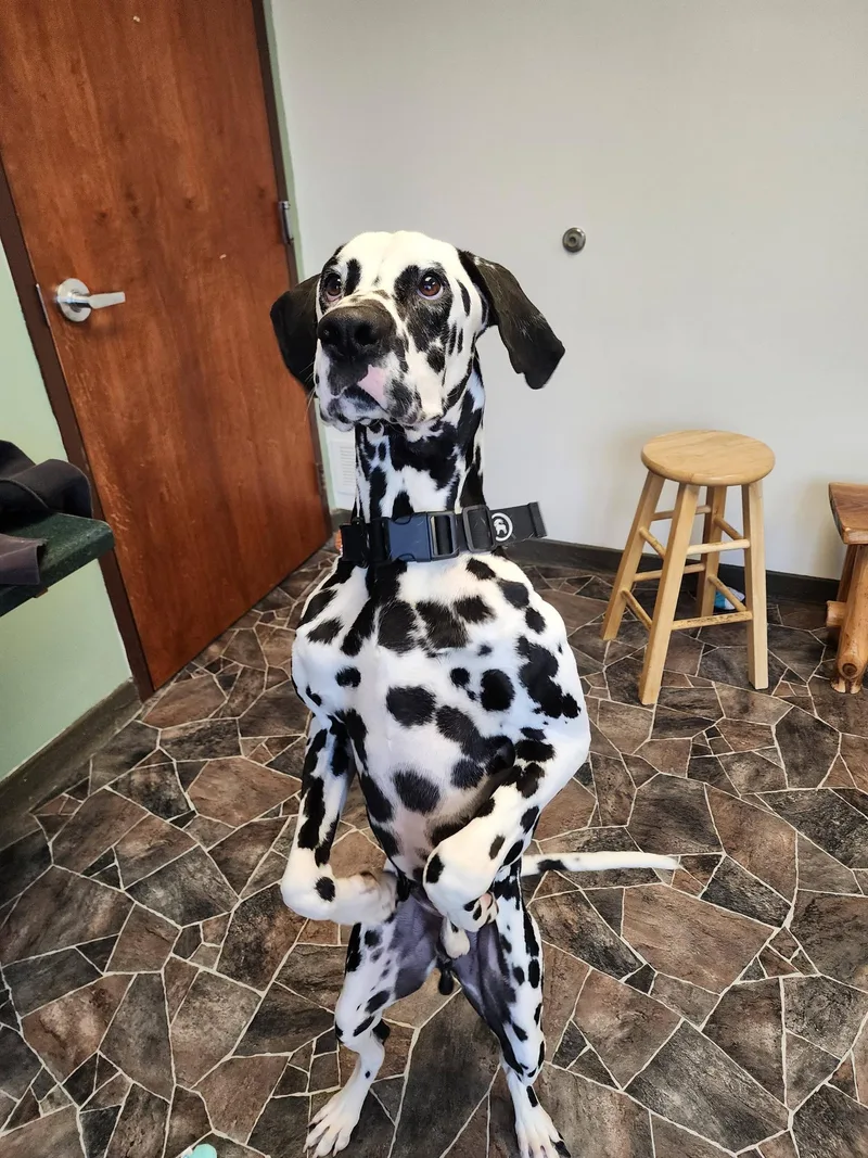 Roly Poly thumbnail 2