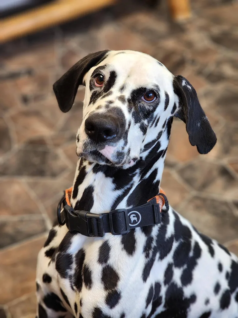 An adult medium-sized male Black Dalmatian dog named Roly Poly for adoption in Sterling Heights, MI