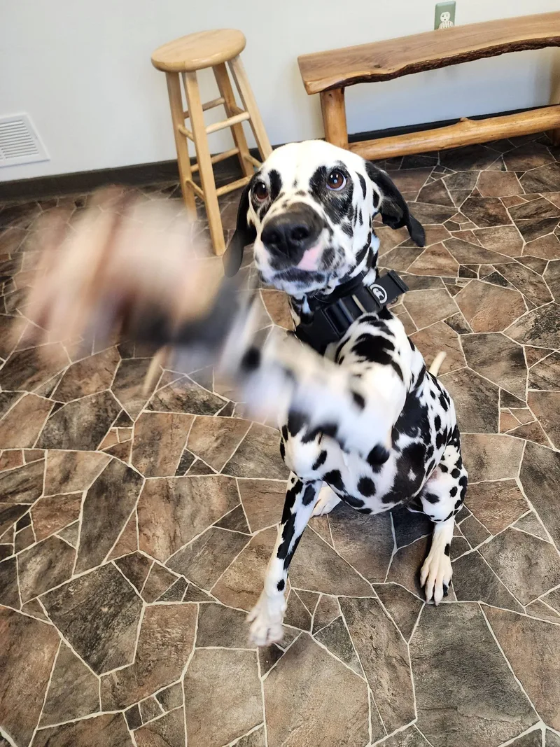 Roly Poly thumbnail 3