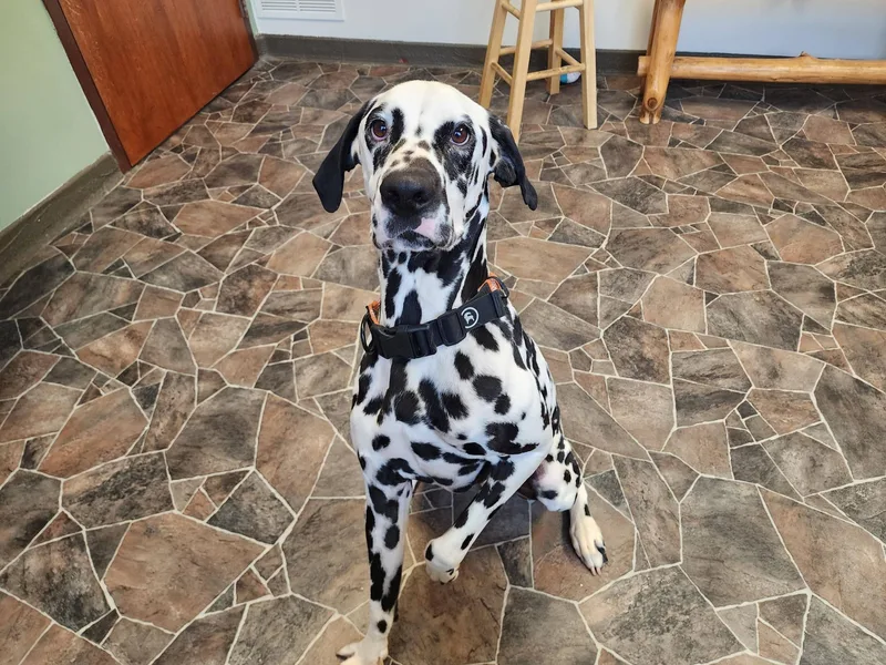 Roly Poly thumbnail 4