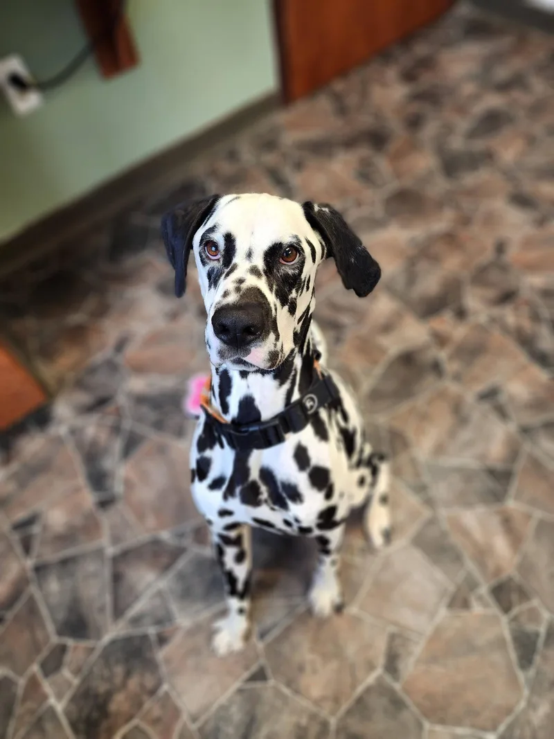 Roly Poly thumbnail 5