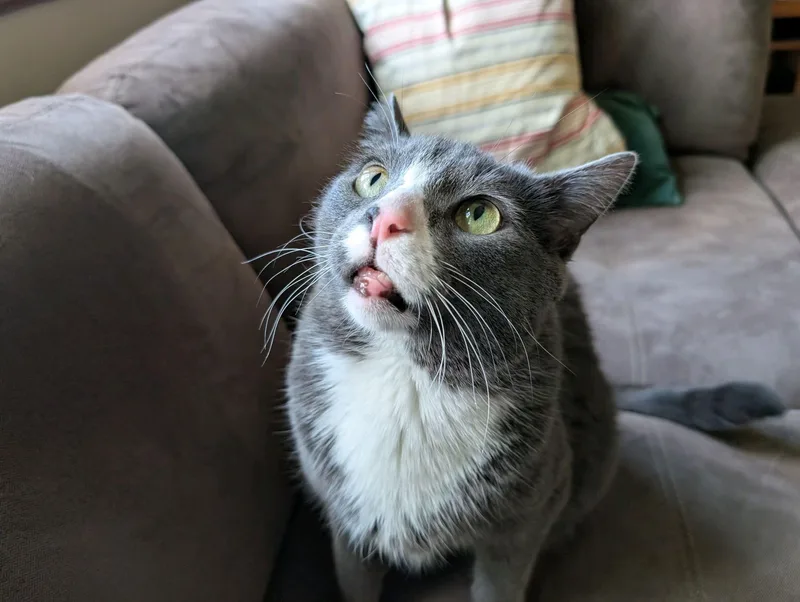 An adult large-sized male Gray & White Domestic Short Hair cat named Elton for adoption in Columbus, OH