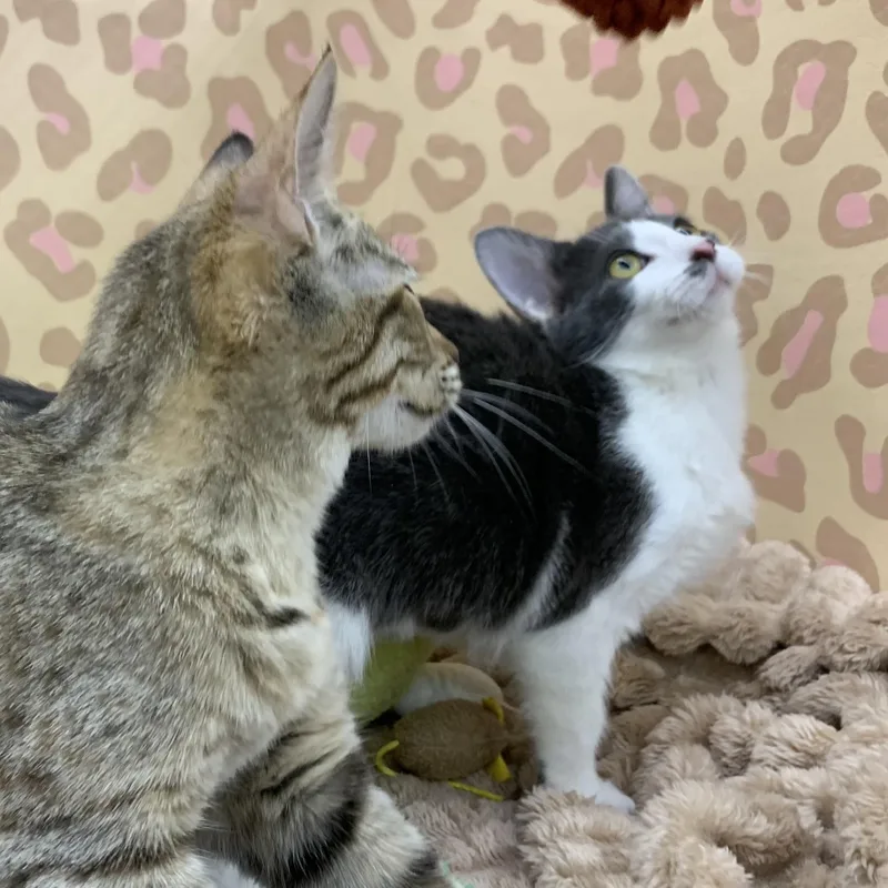 A baby medium-sized female Gray & White Domestic Short Hair cat named Raina for adoption in Shelby Township, MI