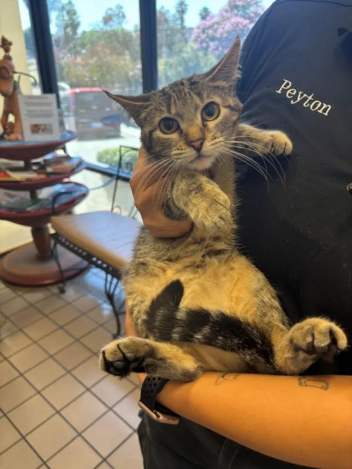 A young medium-sized female Domestic Short Hair cat named Lulu for adoption in Burbank, CA
