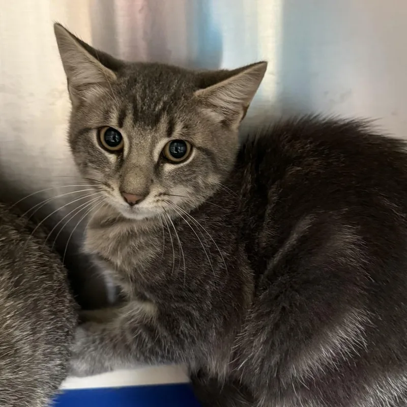 A baby small-sized male Domestic Short Hair cat named "Amethyst " for adoption in Perkiomenville, PA