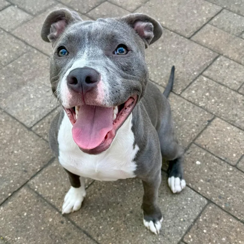 A young medium-sized female Gray / Blue / Silver Pit Bull Terrier dog named Luna for adoption in Madison, WI