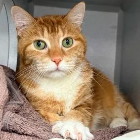 A senior medium-sized female Orange / Red Domestic Short Hair cat named Molly for adoption in New York, NY