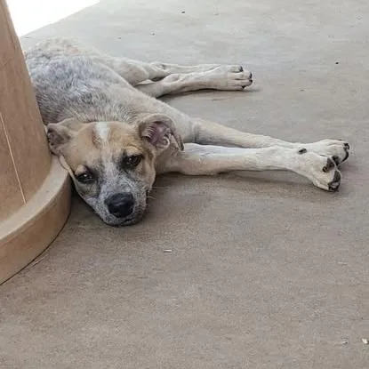 A baby small-sized female White / Cream Australian Cattle Dog / Blue Heeler dog named FlipFlop for adoption in Dover, AR