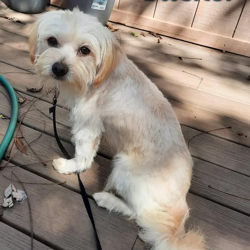 An adult small-sized male Golden Terrier dog named Tucker for adoption in Olathe, KS