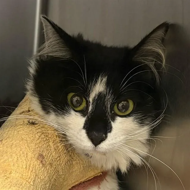 A young small-sized female Domestic Short Hair cat named Flora for adoption in Riverside, CA