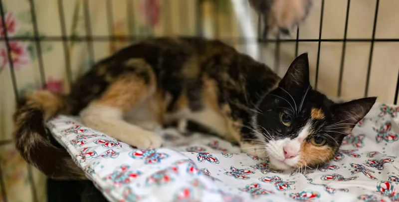 An adult medium-sized female Calico Domestic Short Hair cat named Cleopatra for adoption in Sterling Heights, MI