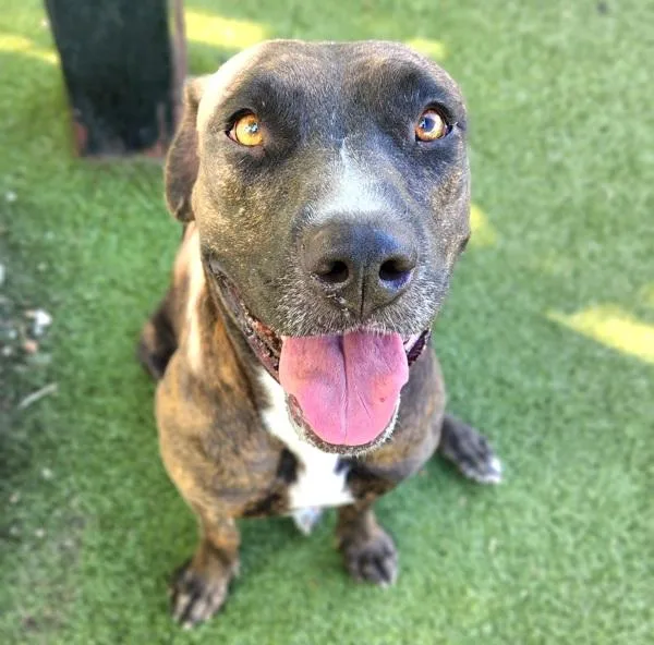 An adult large-sized female Mixed Breed dog named Sassy for adoption in Austin, TX