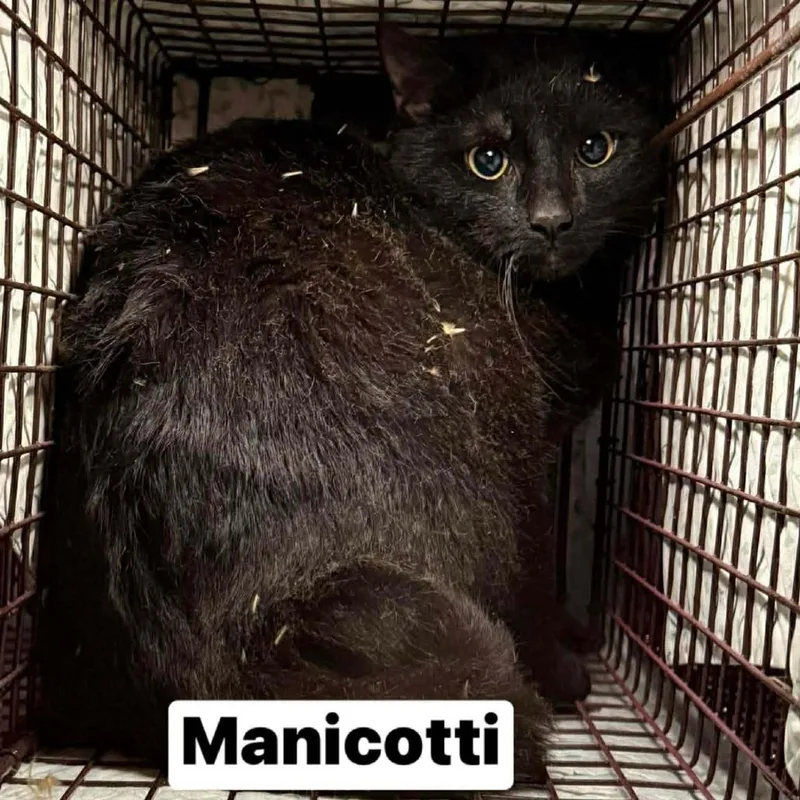 An adult medium-sized male Black Domestic Short Hair cat named Manicotti for adoption in Philadelphia, PA
