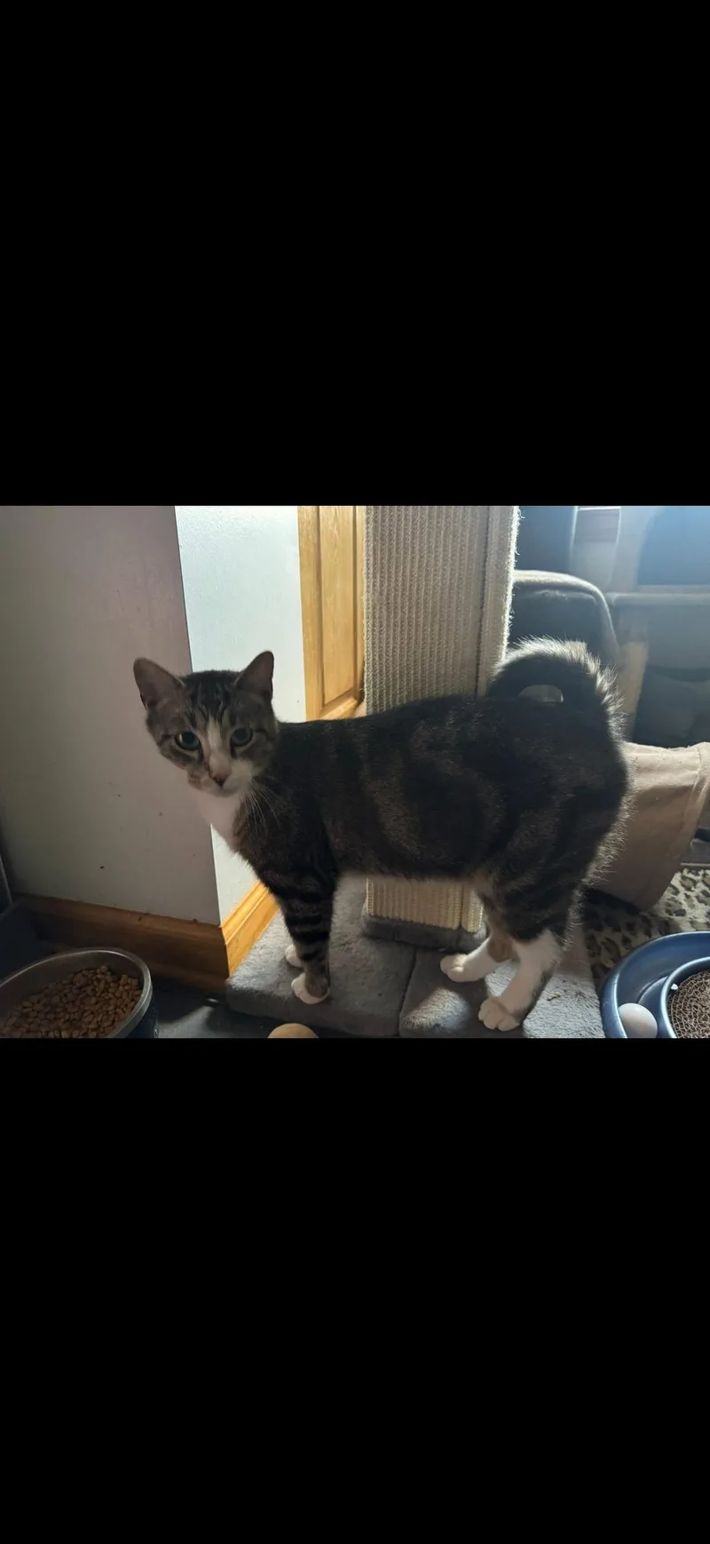 An adult medium-sized male Domestic Short Hair cat named Kane for adoption in Verona, PA