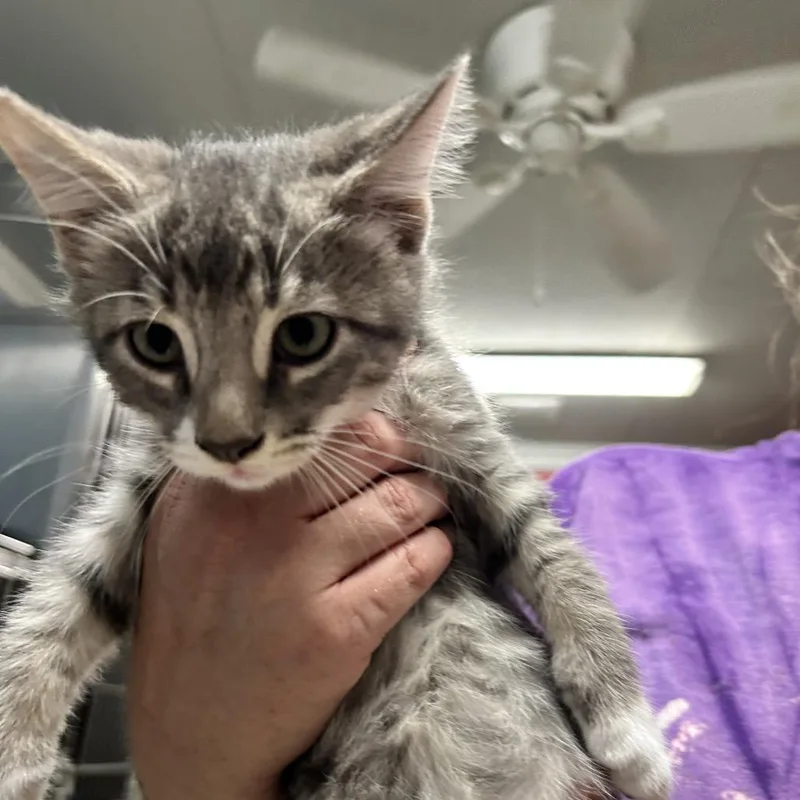 A baby small-sized male Gray / Blue / Silver Domestic Short Hair cat named Malando for adoption in Newport, NC