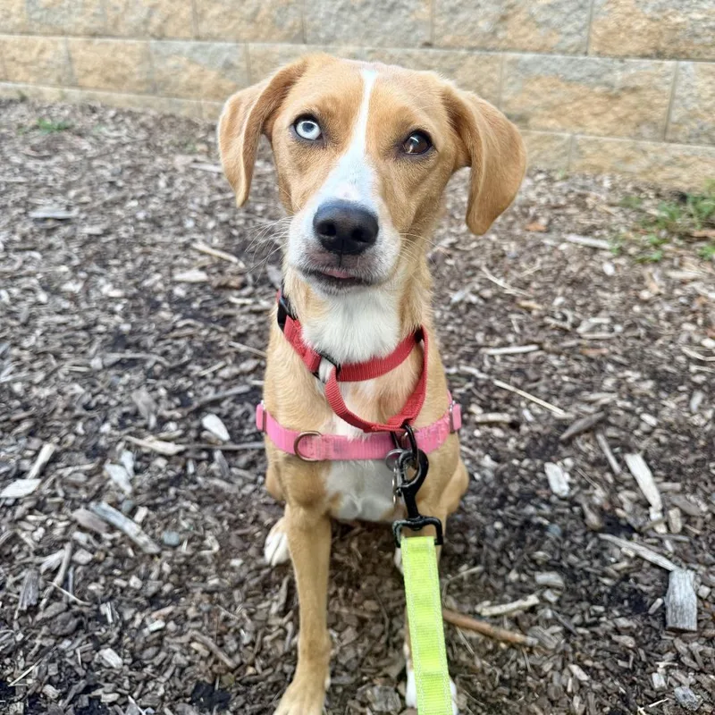 An adult medium-sized female Yellow / Tan / Blond / Fawn Labrador Retriever dog named Dolly for adoption in Falls Church, VA
