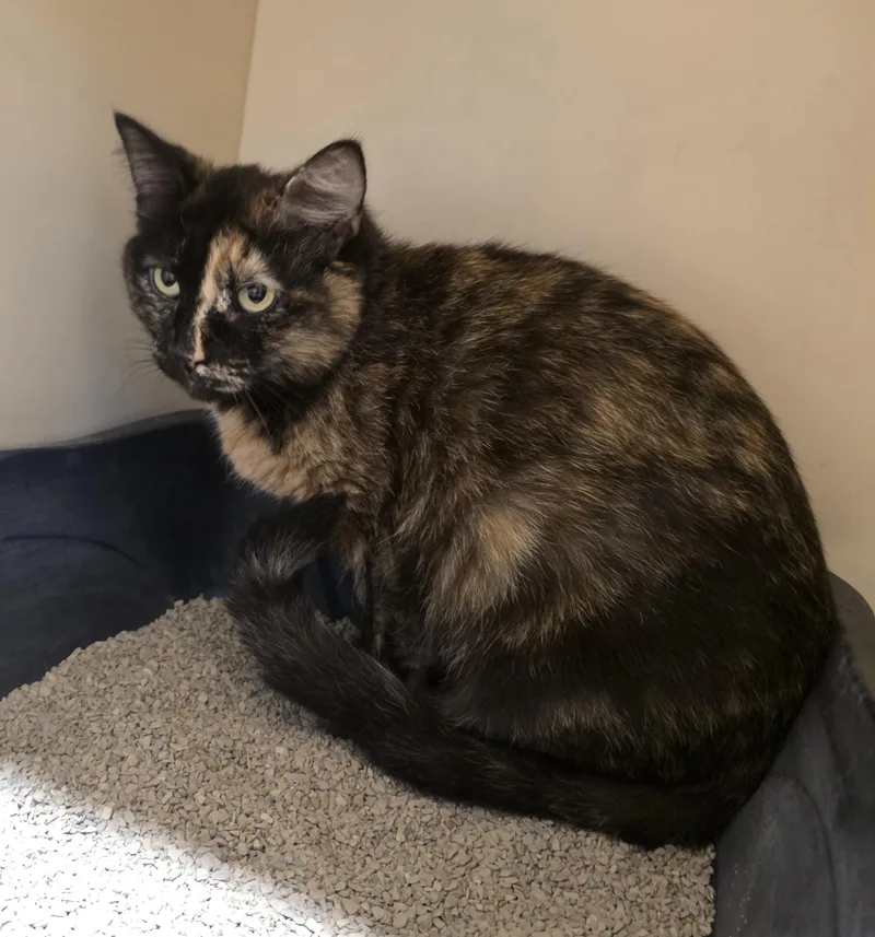 An adult medium-sized female Domestic Short Hair cat named Sb for adoption in Ridgecrest, CA