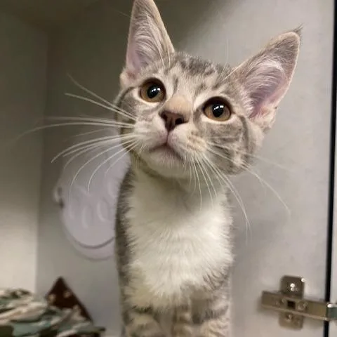 A baby small-sized male Gray / Blue / Silver Domestic Short Hair cat named Pretzel for adoption in Dayton, OH