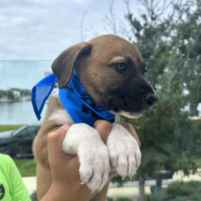 A baby small-sized male Brown / Chocolate Anatolian Shepherd dog named Oscar for adoption in Tampa, FL