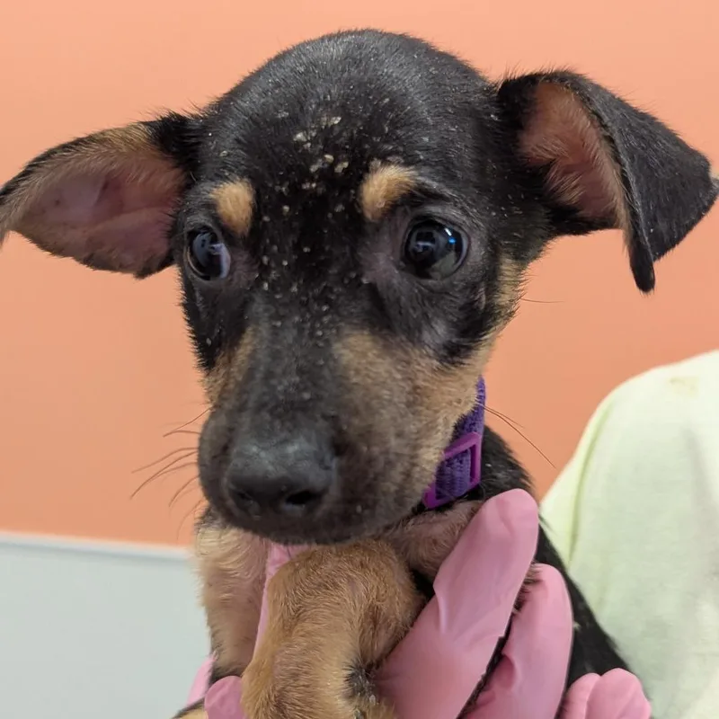 A baby medium-sized female Black Mixed Breed dog named Vishudda for adoption in Austin, TX