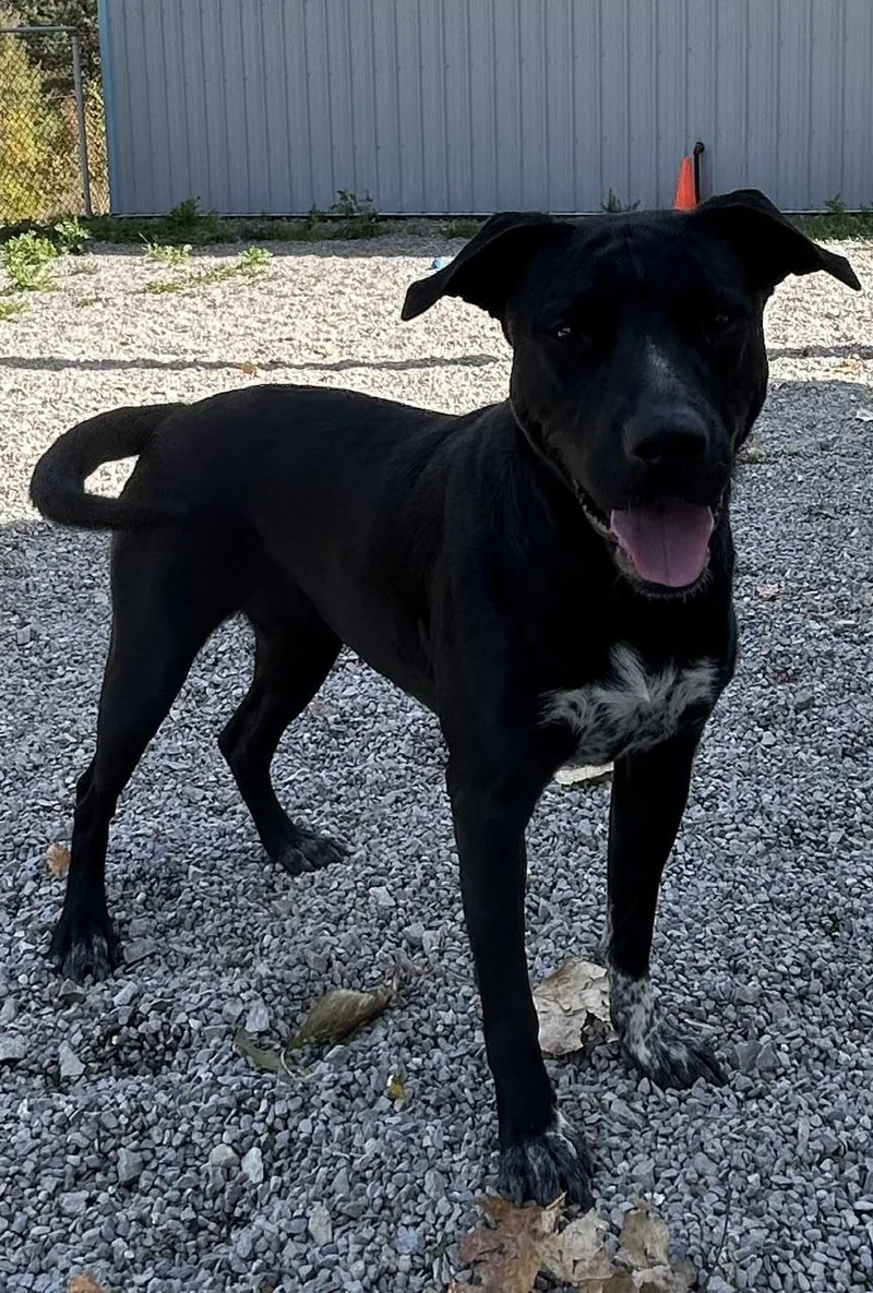 A young medium-sized female Pit Bull Terrier dog named Freckles for adoption in Kellogg, ID