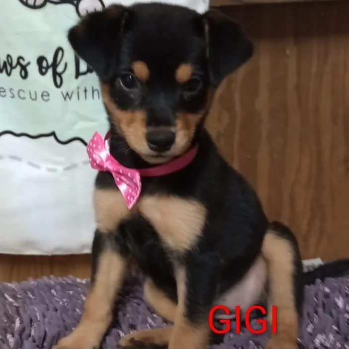 A baby small-sized female Bicolor Chihuahua dog named Gigi for adoption in New York, NY