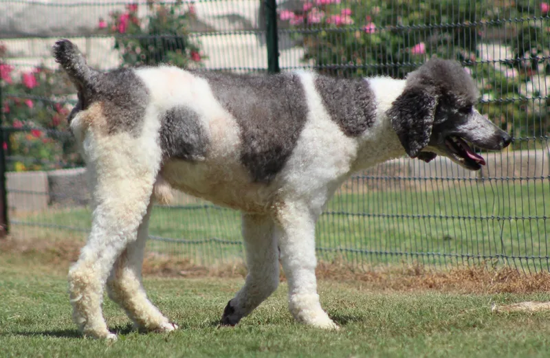 A young large-sized male White / Cream Standard Poodle dog named Bon Scott for adoption in Temple, TX