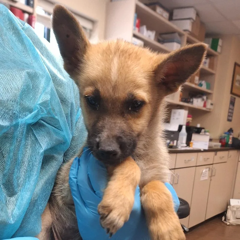 A baby small-sized male Yellow / Tan / Blond / Fawn Mixed Breed dog named Hammer for adoption in Flagstaff, AZ