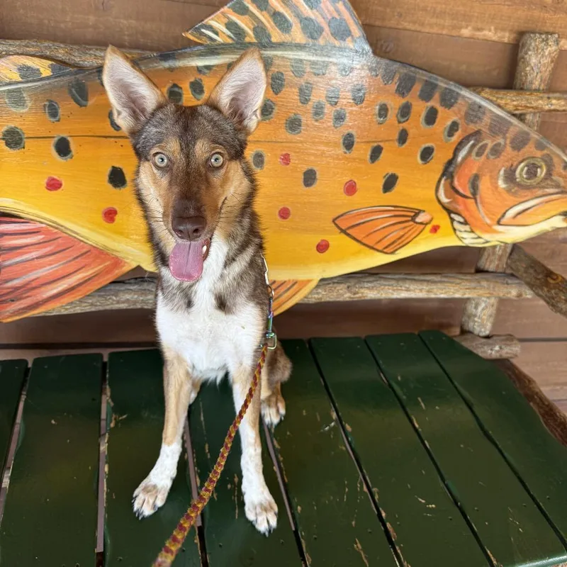 A young medium-sized female Golden Cattle Dog dog named Honey for adoption in Las Vegas, NV