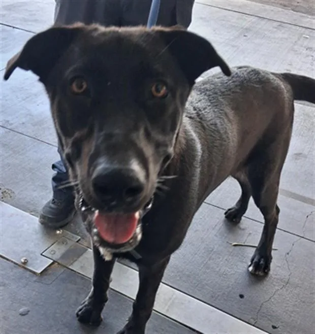 A young extra large-sized male German Shepherd Dog dog named Jim for adoption in Los Angeles, CA