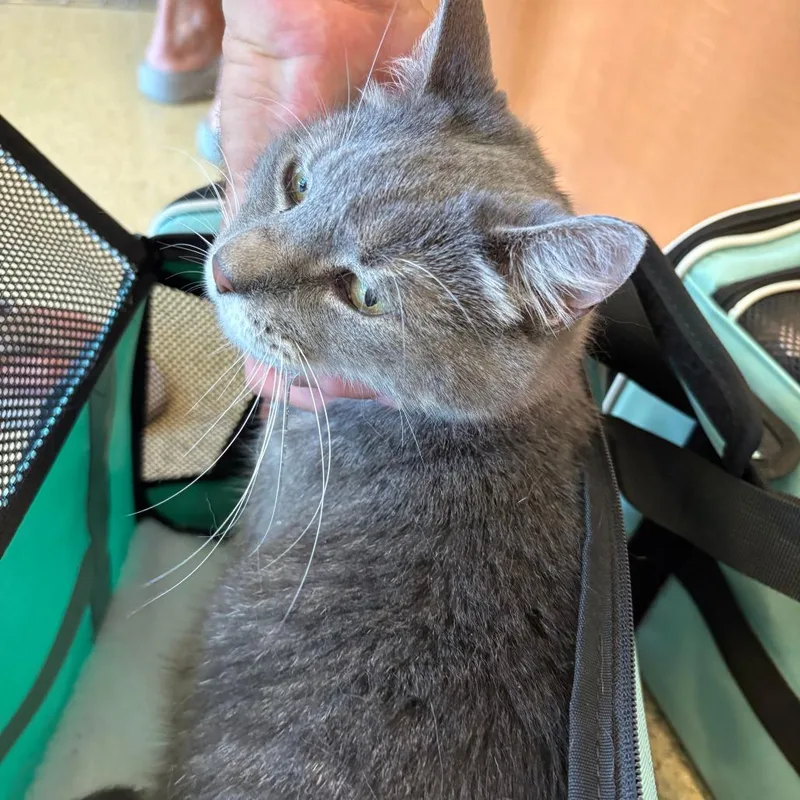 An adult large-sized female Gray / Blue / Silver Domestic Short Hair cat named Pickles for adoption in Gloucester, VA