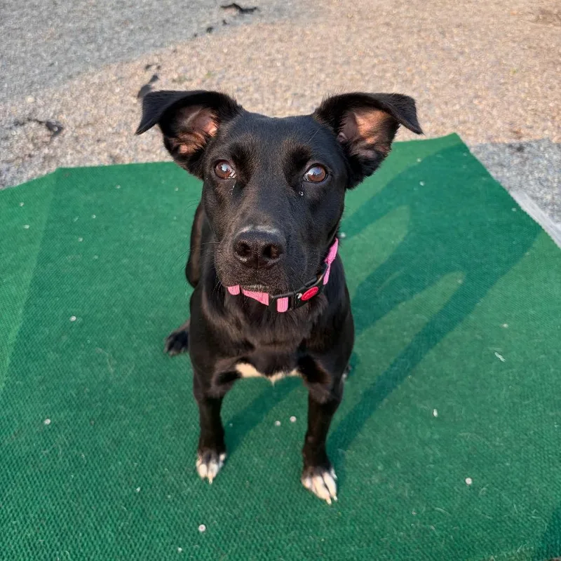 A young medium-sized female Black Labrador Retriever dog named Rhea for adoption in Binghamton, NY