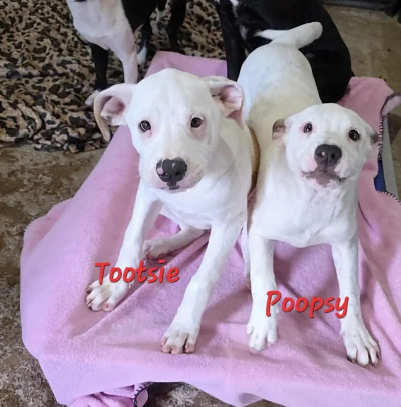 Poopsy