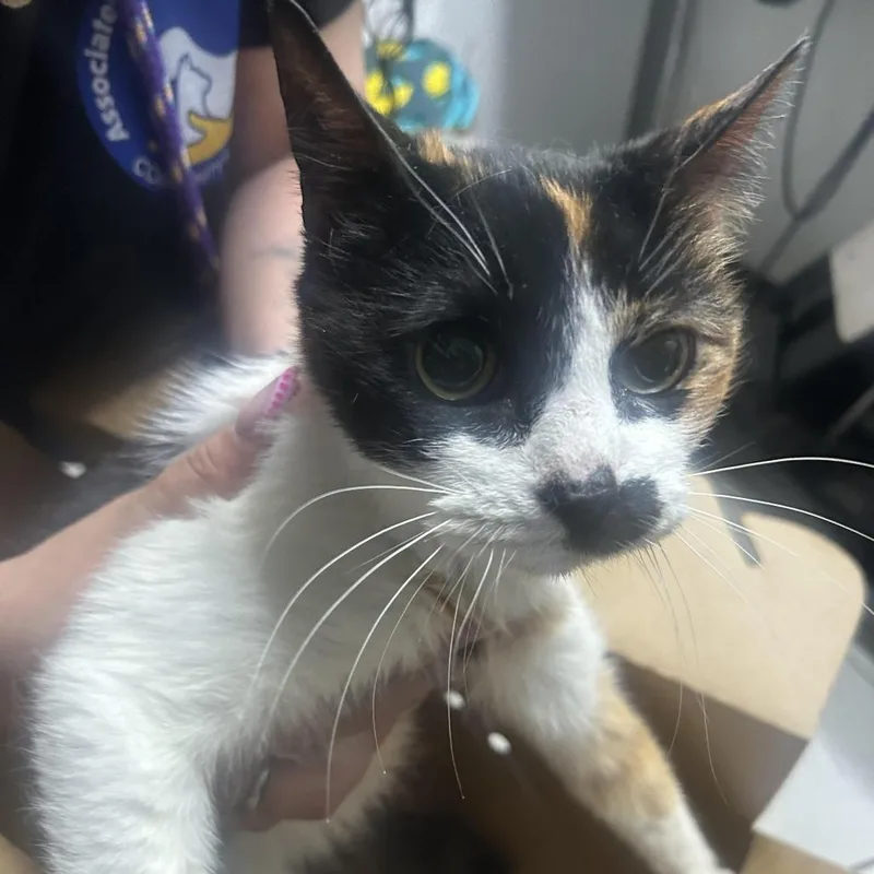 A senior medium-sized female Calico Domestic Short Hair cat named Princess for adoption in Newark, NJ