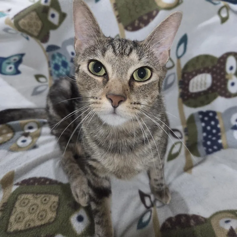 An adult medium-sized female Gray / Blue / Silver Domestic Short Hair cat named Flo for adoption in Birdsboro, PA