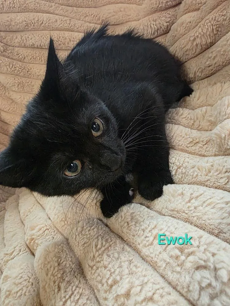 A baby small-sized female Black Domestic Short Hair cat named Ewok PURPLE COLLAR for adoption in Elyria, OH