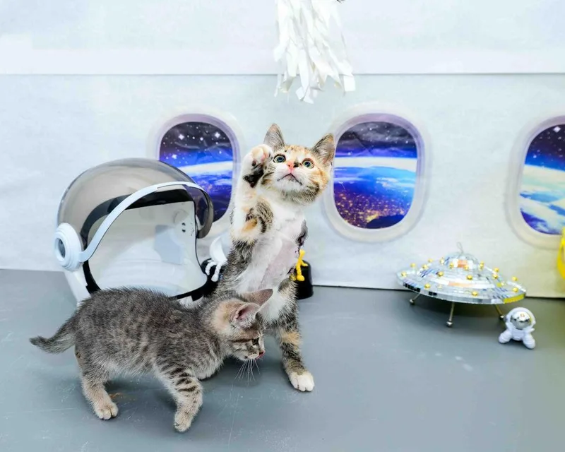 A baby medium-sized male Calico Domestic Short Hair cat named Violet & Dash for adoption in Jefferson, LA