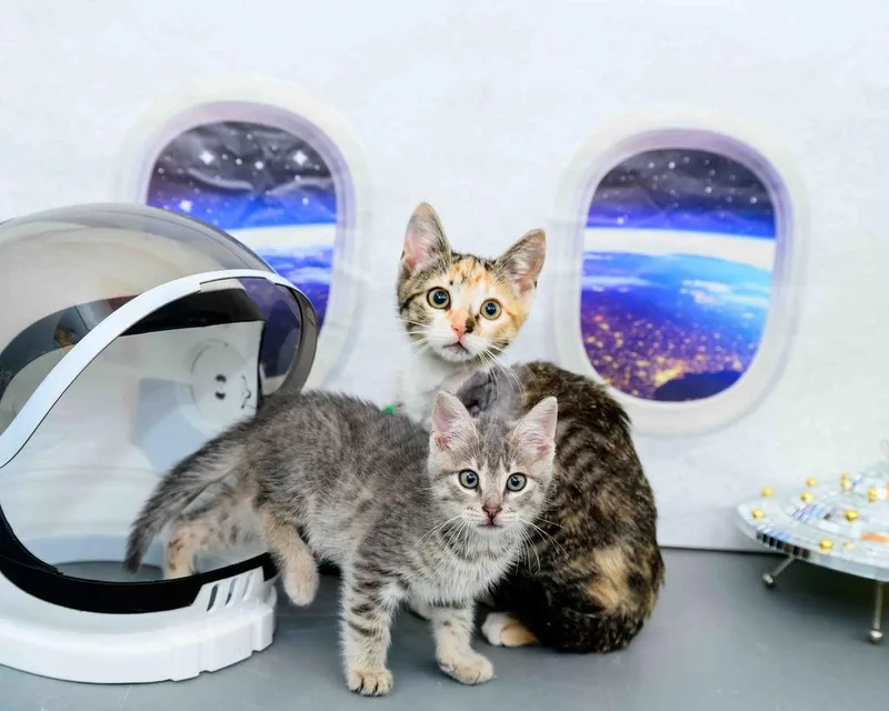 Violet & Dash thumbnail 2