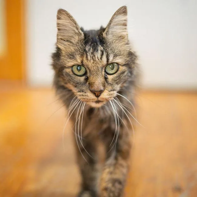 A senior medium-sized female Brown / Chocolate Domestic Long Hair cat named Violet for adoption in Brimfield, MA