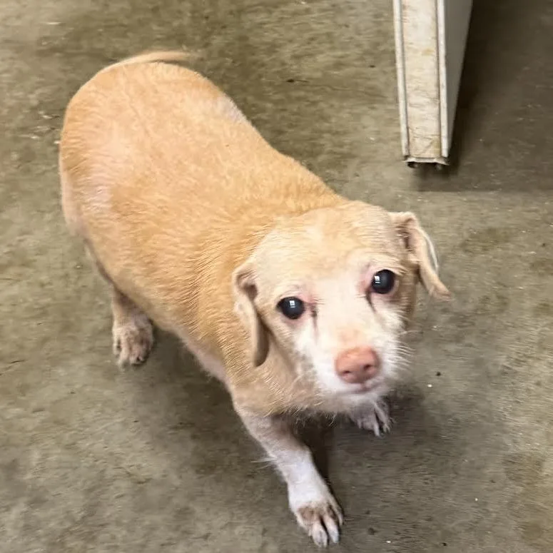 A senior small-sized female Yellow / Tan / Blond / Fawn Chihuahua dog named Daisy for adoption in Brooksville, KY