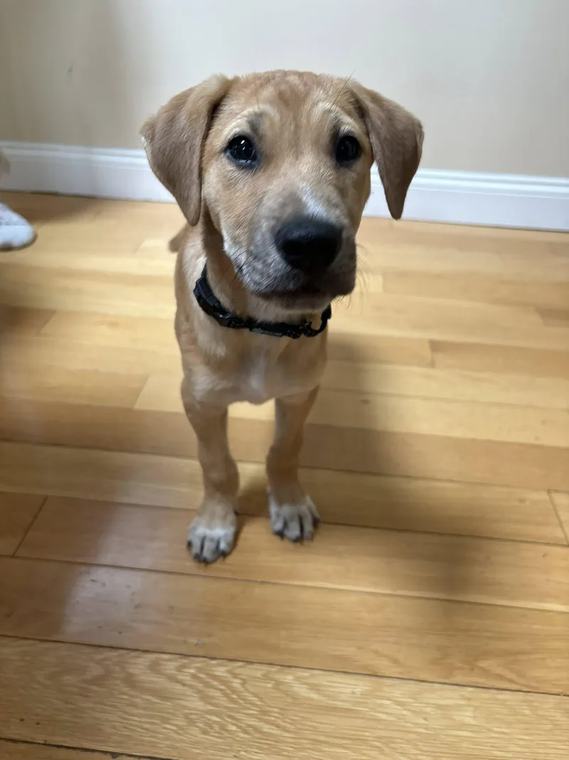 A young medium-sized female Labrador Retriever dog named Clover for adoption in Monticello, NY