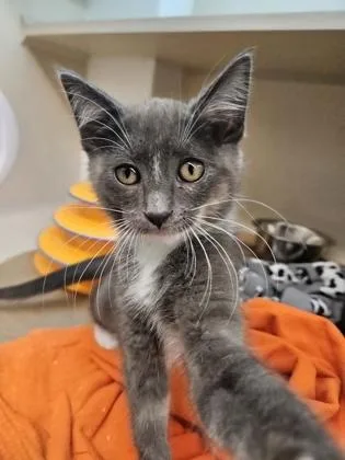 A baby small-sized female Domestic Short Hair cat named Jane for adoption in Bellevue, WA