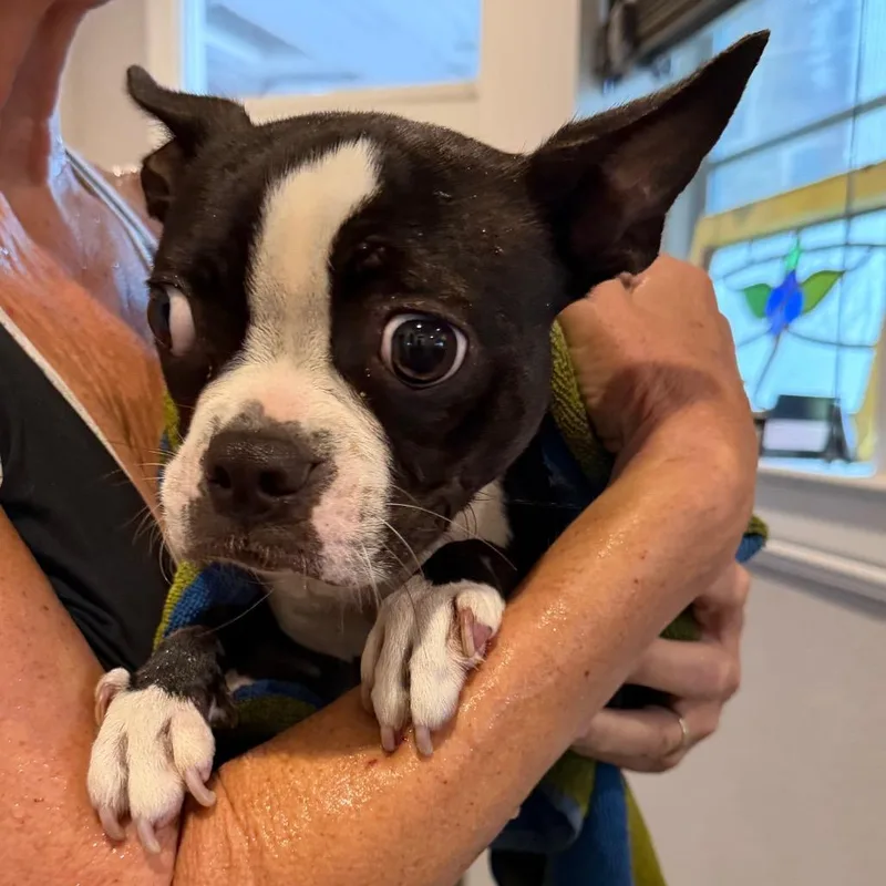A baby small-sized female Black Boston Terrier dog named Gigi for adoption in Ennis, TX