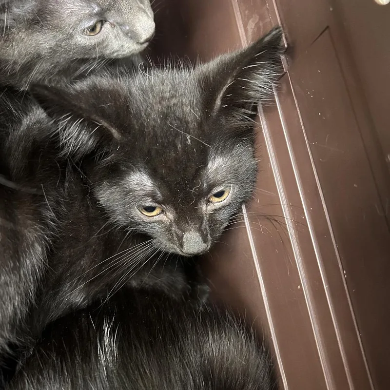 A baby small-sized male Black Domestic Short Hair cat named Laredo for adoption in Galveston, TX