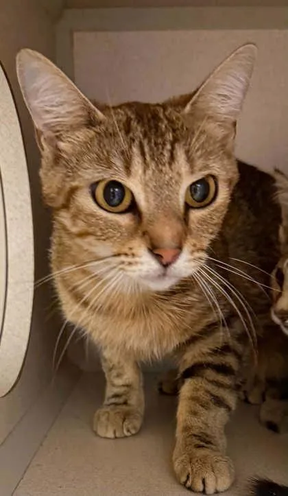 An adult medium-sized female Domestic Short Hair cat named Heather for adoption in Bowling Green, KY
